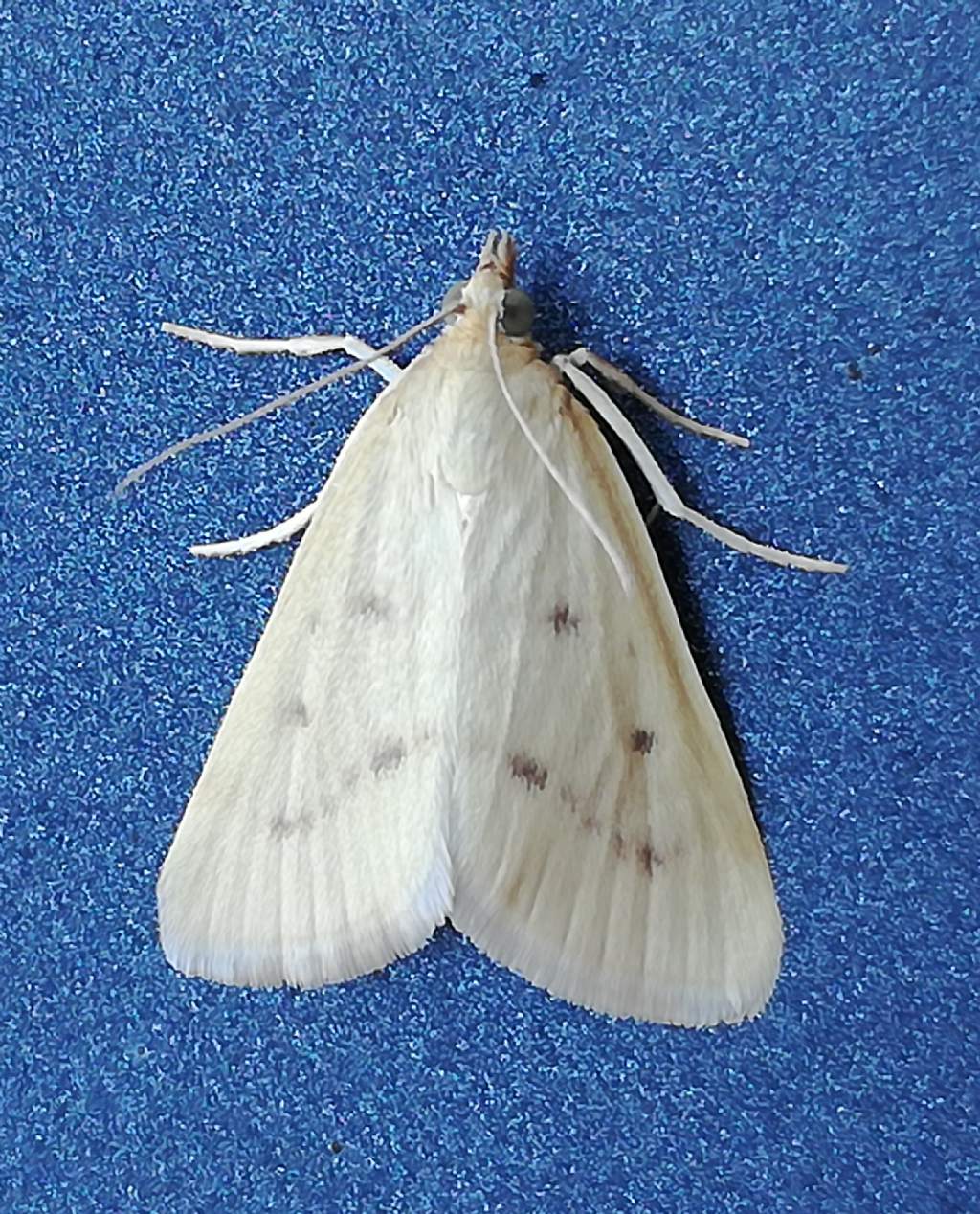 Aiuto ID - Achyra nudalis, Crambidae